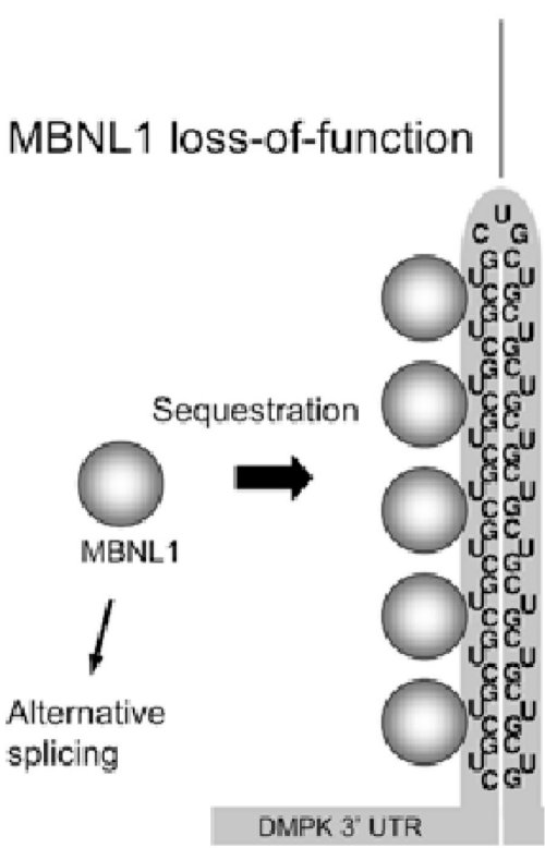 Document 4   MBNL   Loss of function