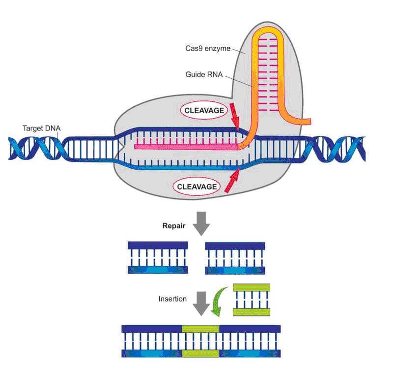 Fig1   Thérapie génique de DM1