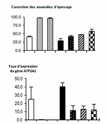 Fig2   Thérapie génique de DM1