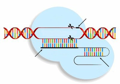 Fig5   Les principaux acteurs en action
