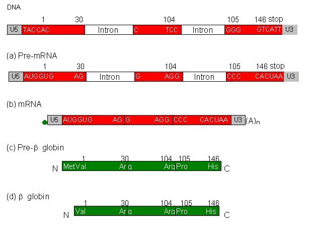 Figure3 épissage HB
