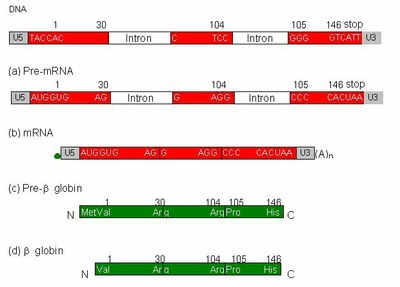 Figure3 épissage HB