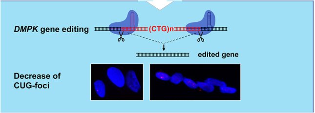 Illustration principe CRISPER CAS9