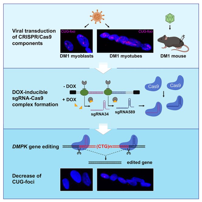 Principe CRISPER CAS9