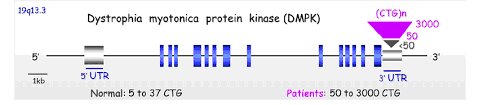 Structure du gène DMPK New