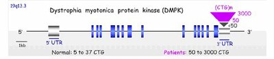 Structure du gène DMPK New