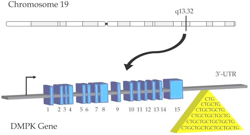 Structure du gène DMPK