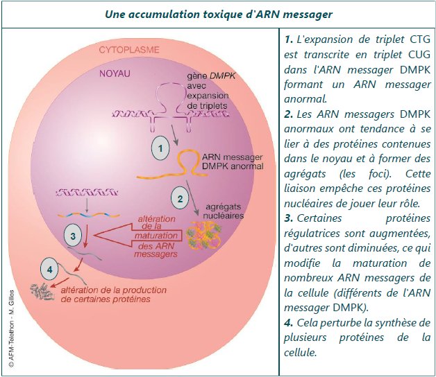 Une accumulation toxique d'ARN messager