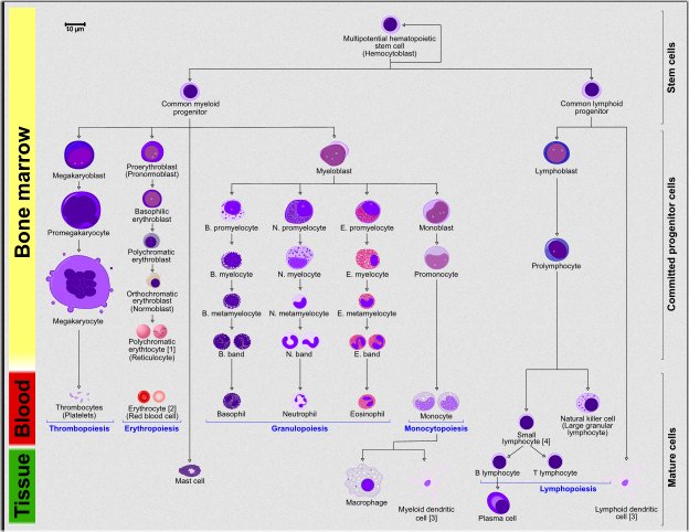 Vue d’ensemble de la formation des cellules sanguines.jpg