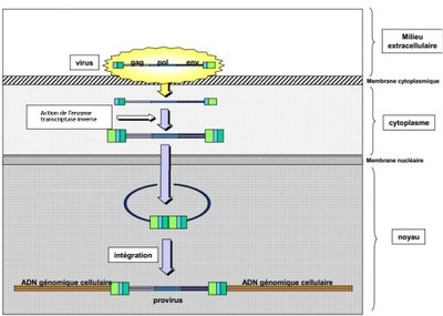 Cycle infectieux des retrovirus Mod