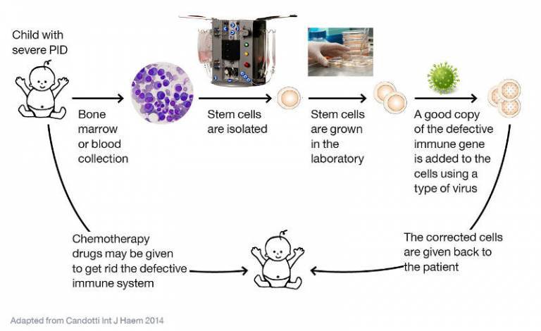 Etapes thérapie génique 2