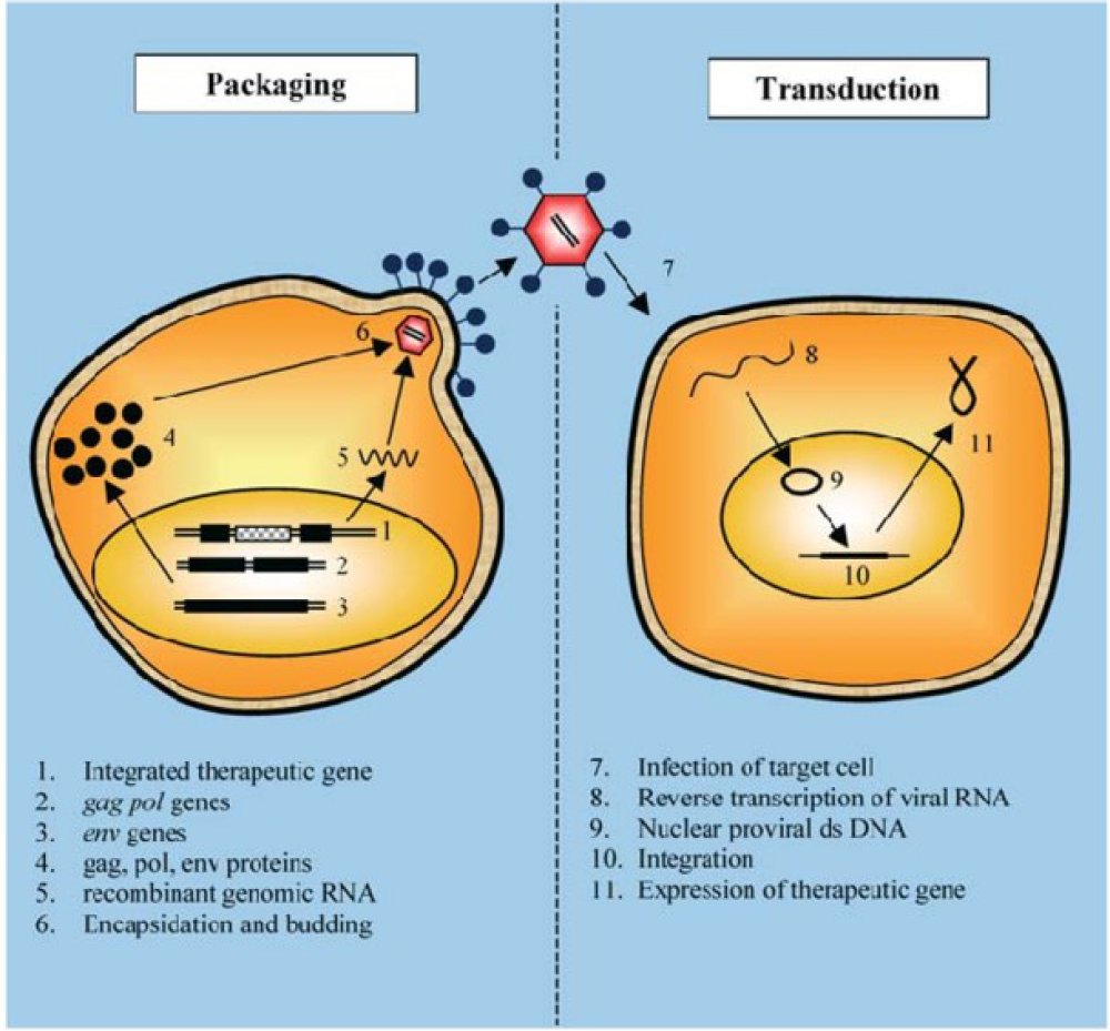 Evènements intervenant dans les cellules d’emballage et les CSH