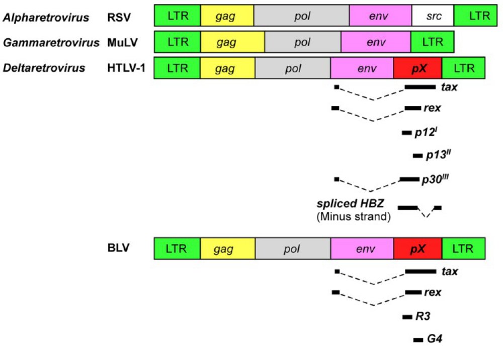 Génome du rétrovirus