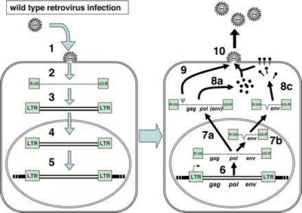 Infection par le rétrovirus