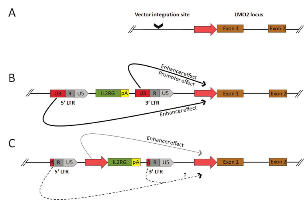 Insertion du vecteur