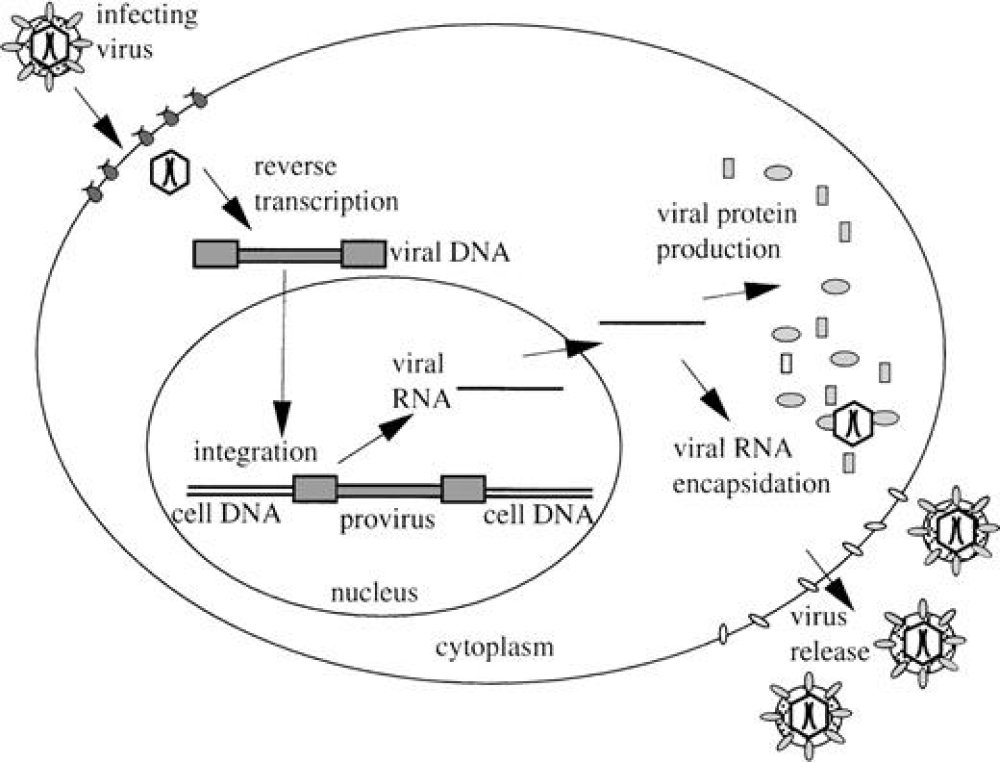 Mécanisme de réplication du virus