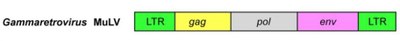 Structure du génome de gammaretrovirus