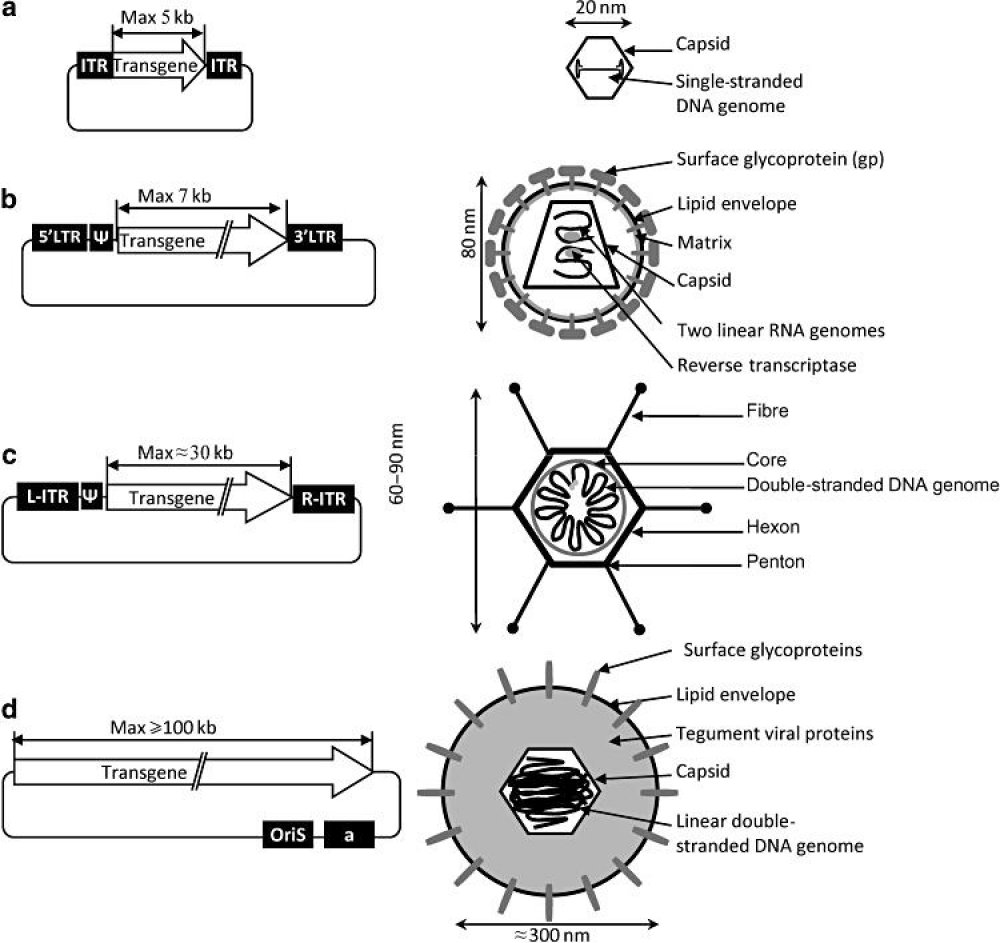 Structure du génome du vecteur rétroviral
