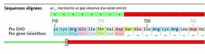 Géniegen2 - Début délétion protéine DMD Généthon