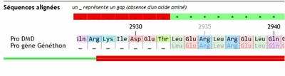 Géniegen2 - Fin délétion protéine DMD Généthon