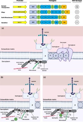 jmicrodystropine genethon