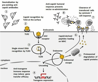 Réactions immunitaires