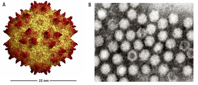 Virus AAV Schématisation