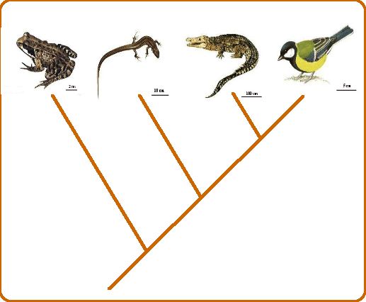 cladogramme.jpeg