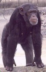 chimp01.jpg