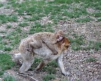 macaque3.jpg