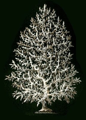 432px haeckel calcispongiae ascandra pinus
