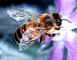 honeybee small