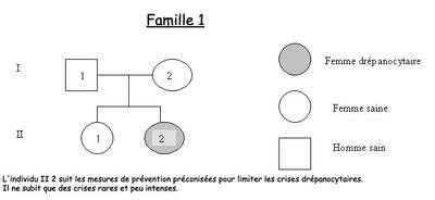 Arbre famille 1   drépanocytose