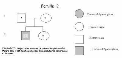 Arbre famille 2   drépanocytose