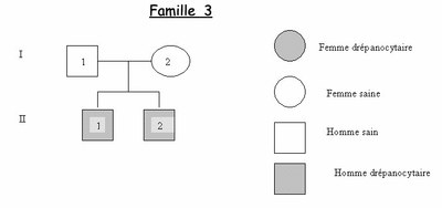 Arbre famille 3   drépanocytose