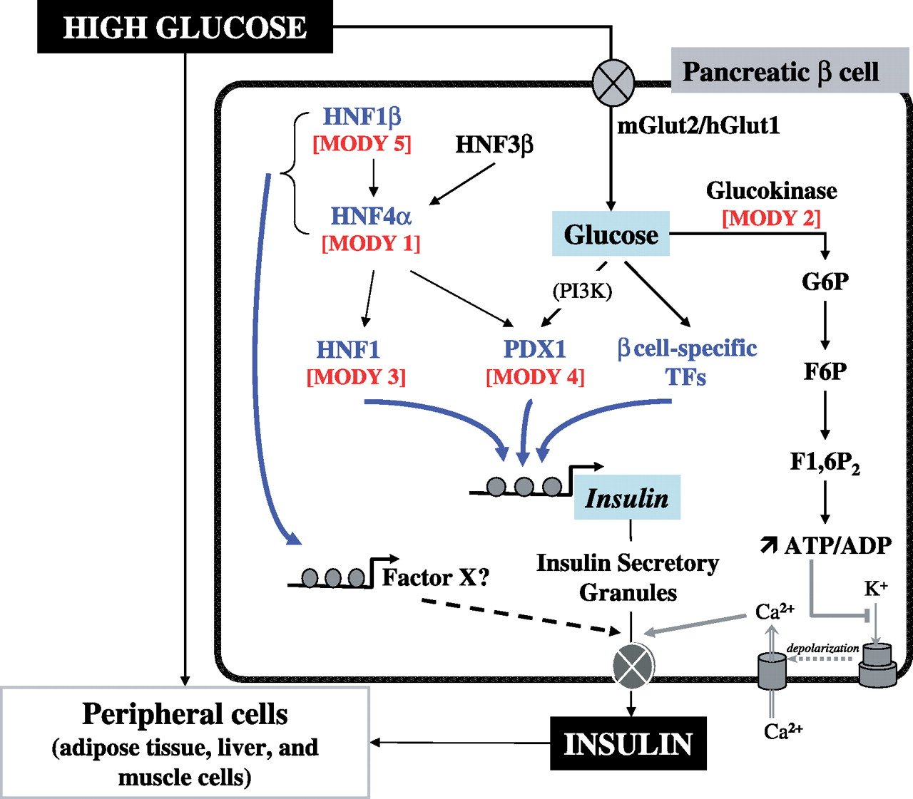 Action Glucose par PDX1.jpg