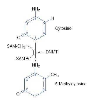 cytosine méthylation.jpg