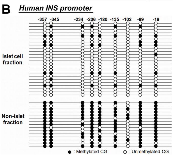 Méthylation INS humaine.jpg