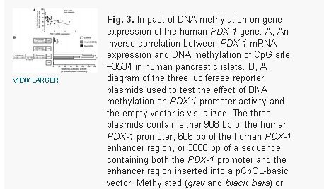 Transgenèse PDX1.jpg