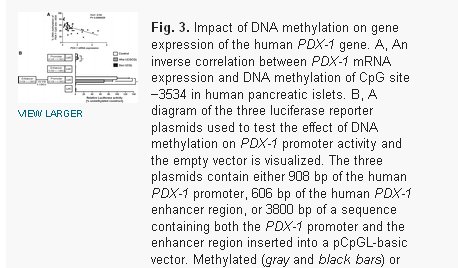 Transgenèse PDX1.jpg