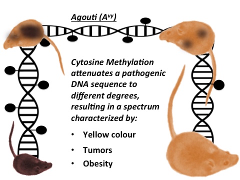 Agouti-DNA-Methylation.jpg