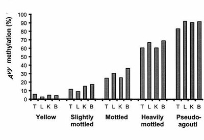 Méthylation Avy.jpg