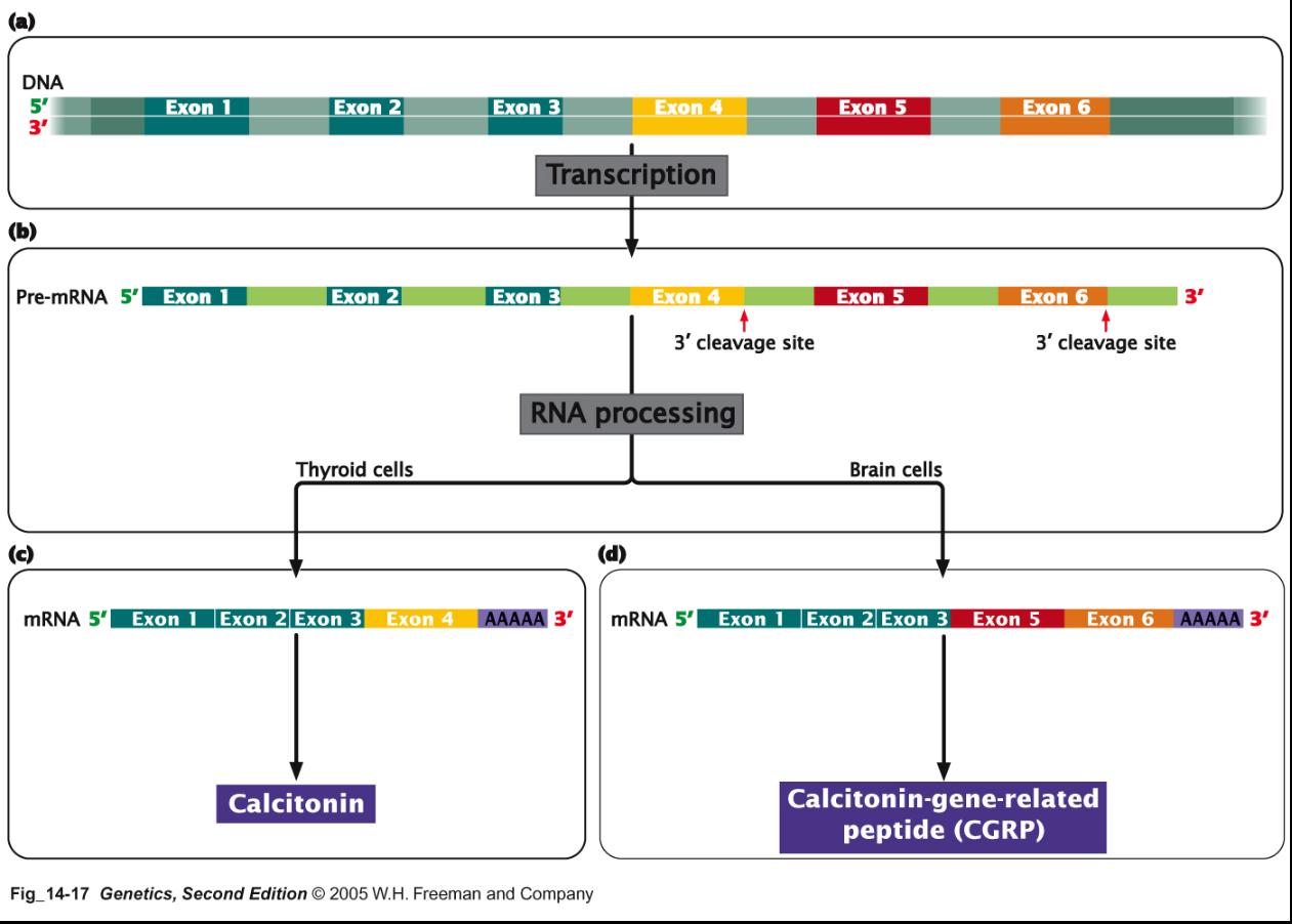 Calcitonin-bp14p17.jpg