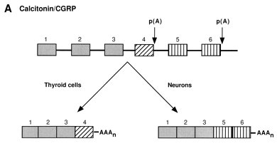 Epissage Calcitonine.jpg