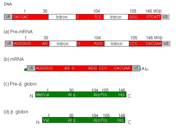 Epissage Globine bêta.jpg