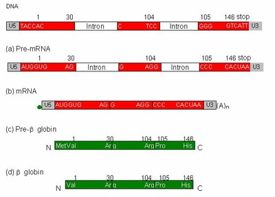 Epissage Globine bêta.jpg