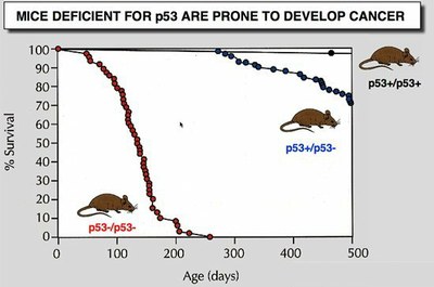 Mice deficient for P53.jpg