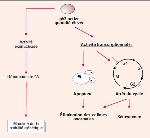 mode-daction-de-p53.jpg