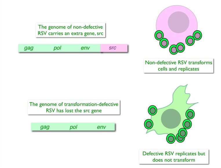 biochemical definition RSV.jpg