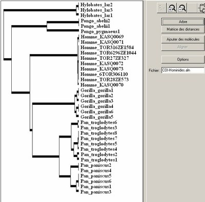 arbre-hominoides-coi.jpg